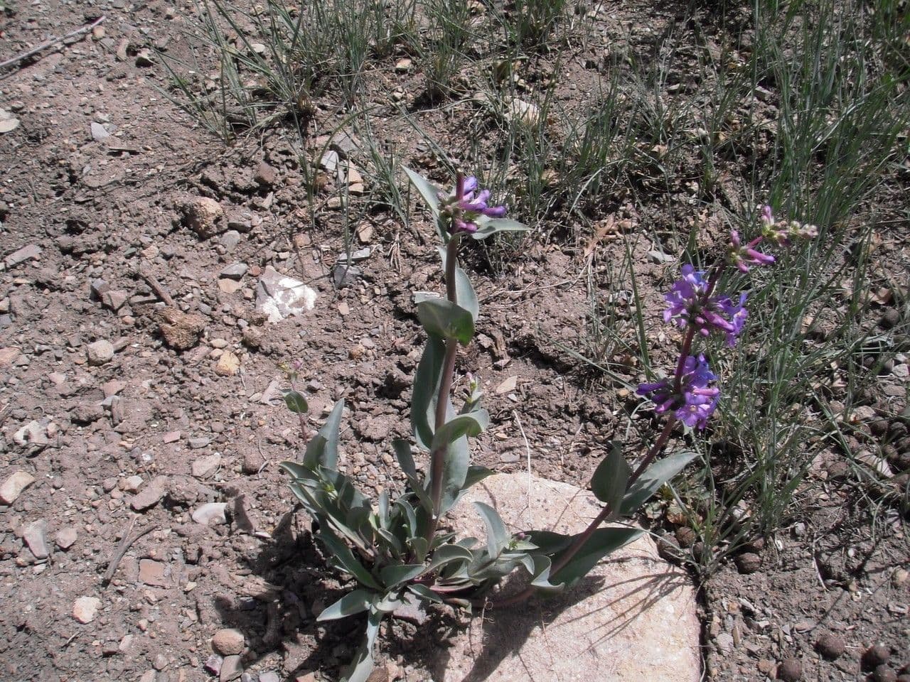 Penstemon di Osterhout 4