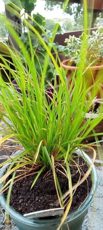 Dwarf sedge 19