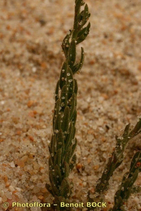 Linaria