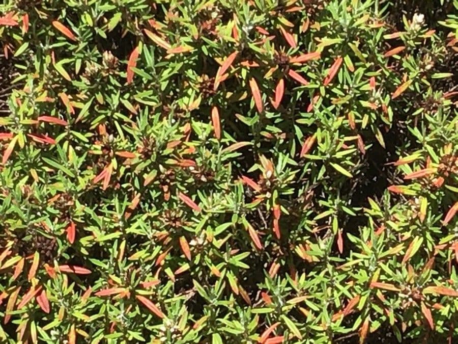 Polygonum paronychioides