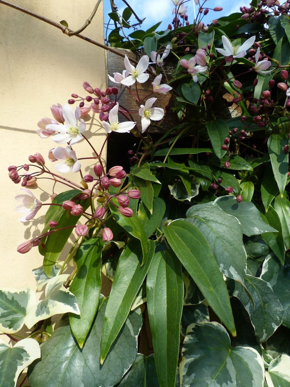 Clematis di Armand 23