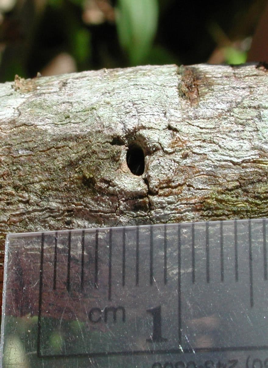 Zanthoxylum 17