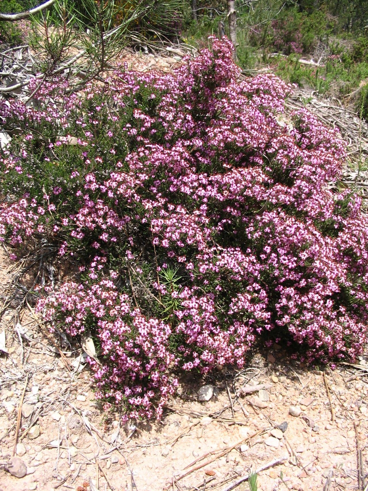 Spanische Glockenheide 9