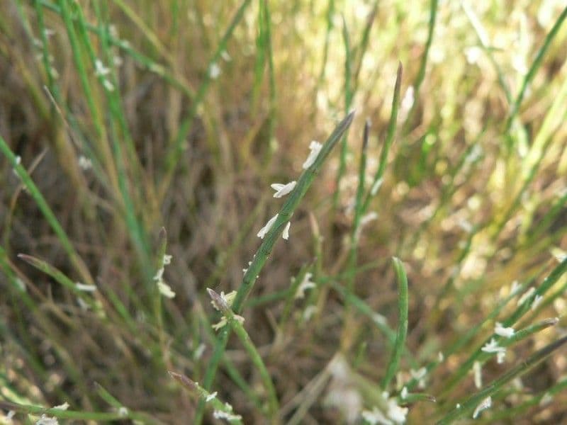 Parapholis strigosa 5