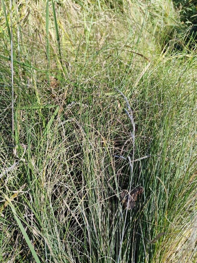 Festuca flavescens 2