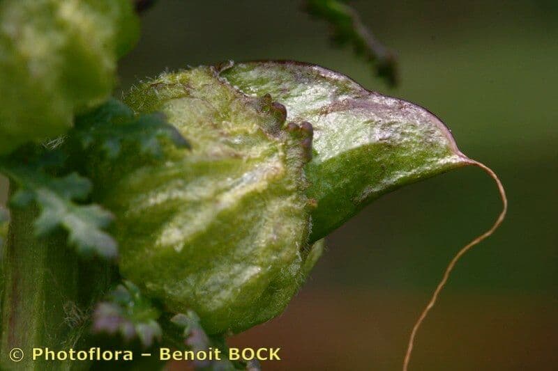Pedicolare silvatica
