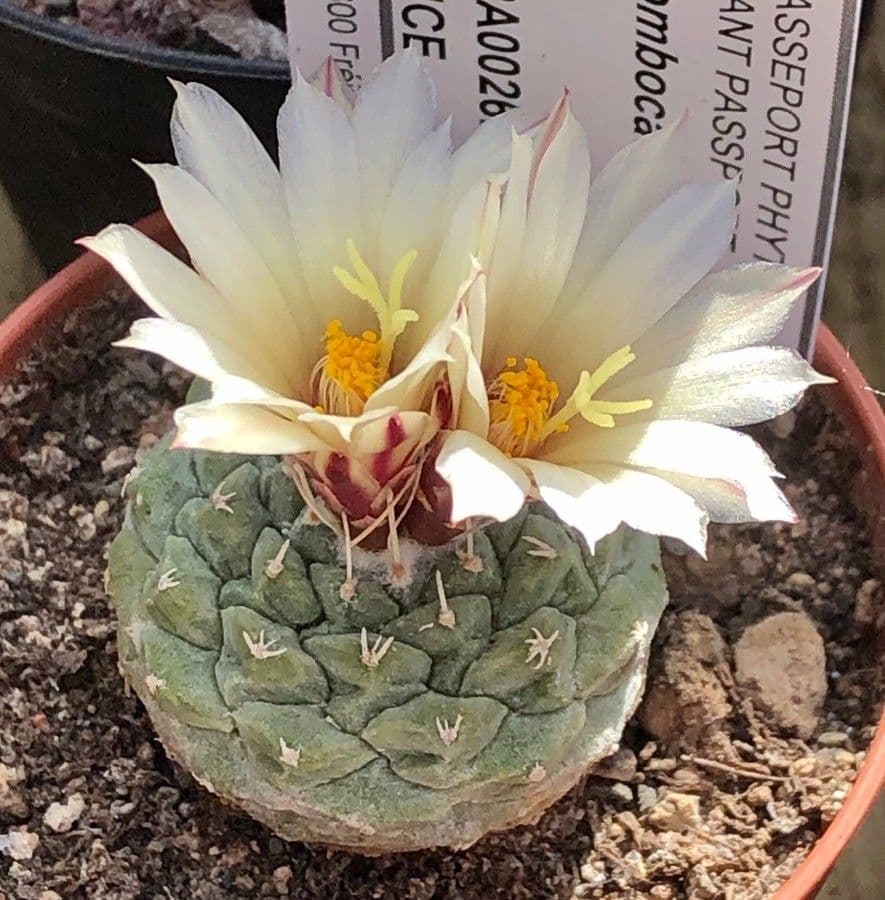 Strombocactus 4