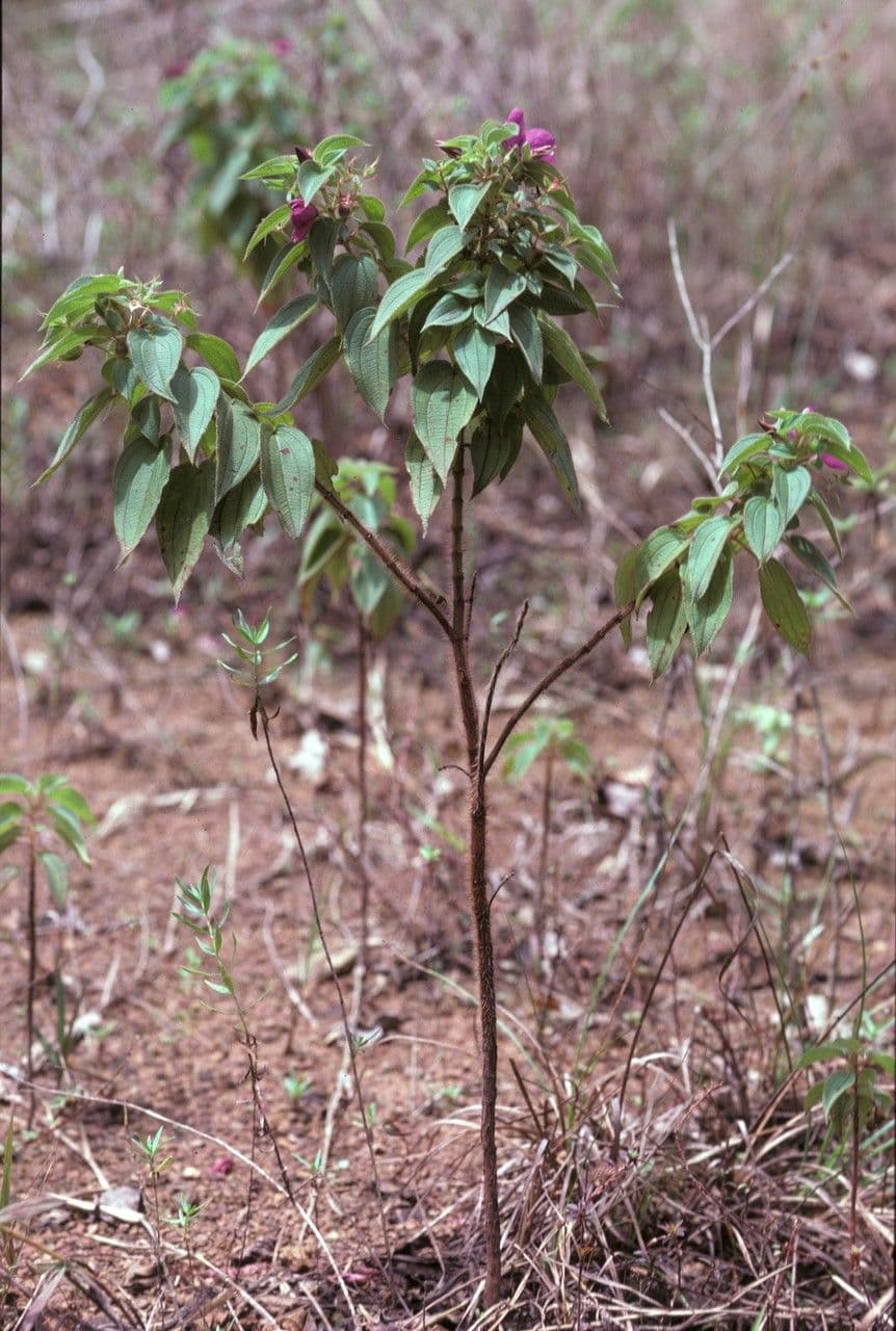 Rhynchanthera grandiflora 8