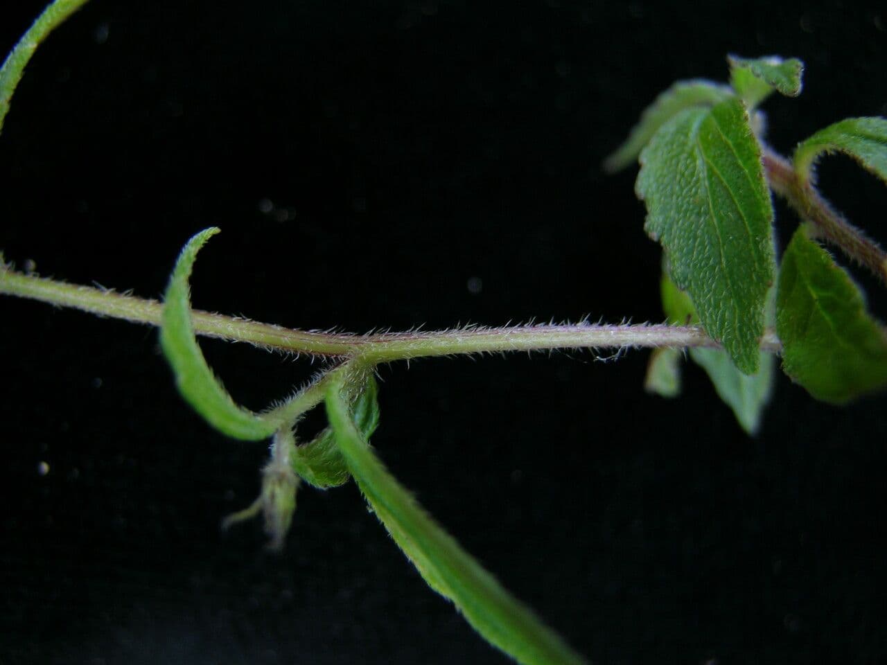 Campanula 7
