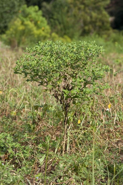 Acanthospermum 13