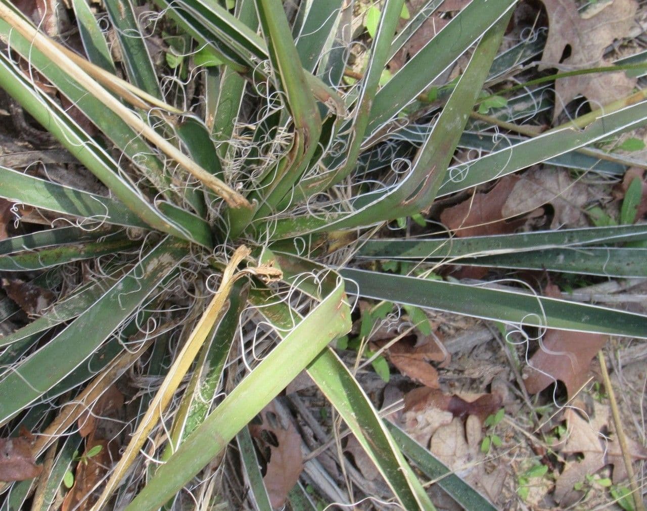 Arkansas-Yucca 13