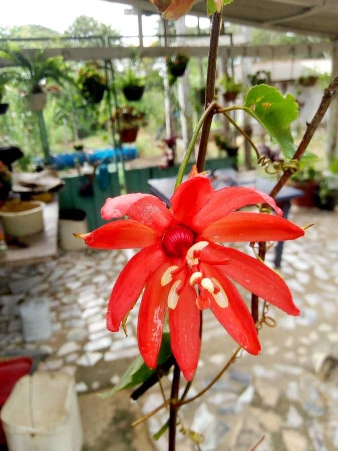 Passiflora 3
