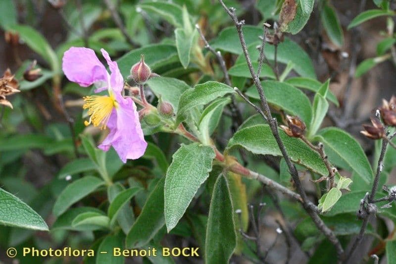 Cistus 25