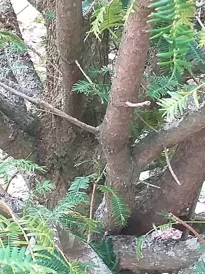 Torreya cinese 7