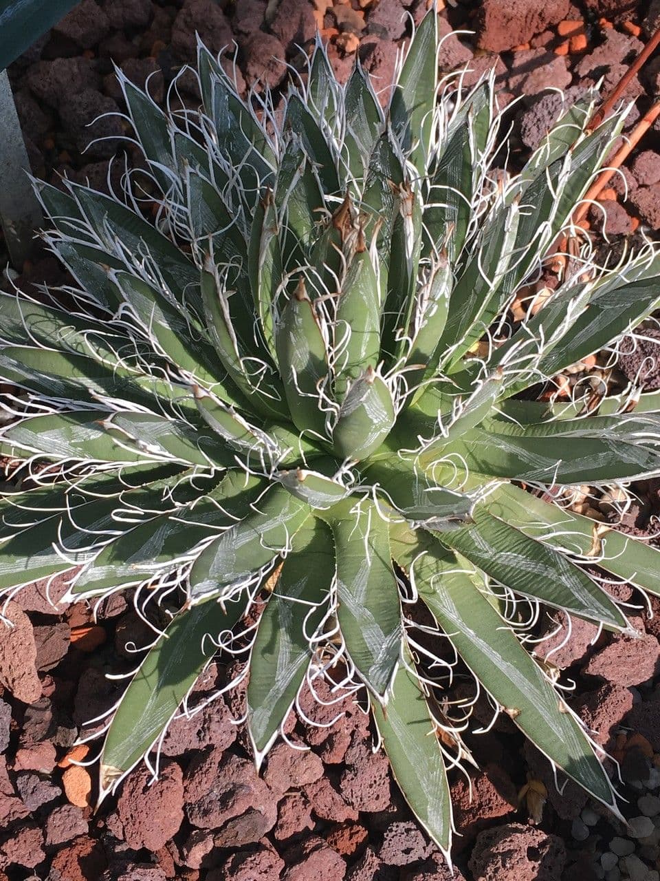 Agave 2