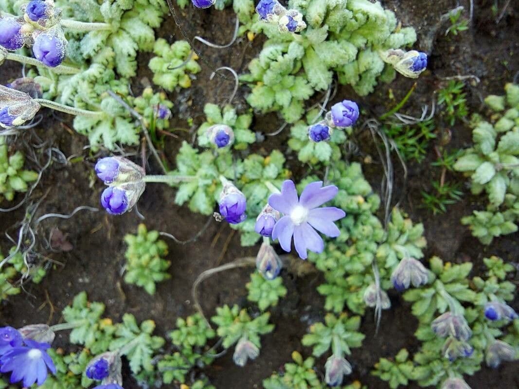 Primula