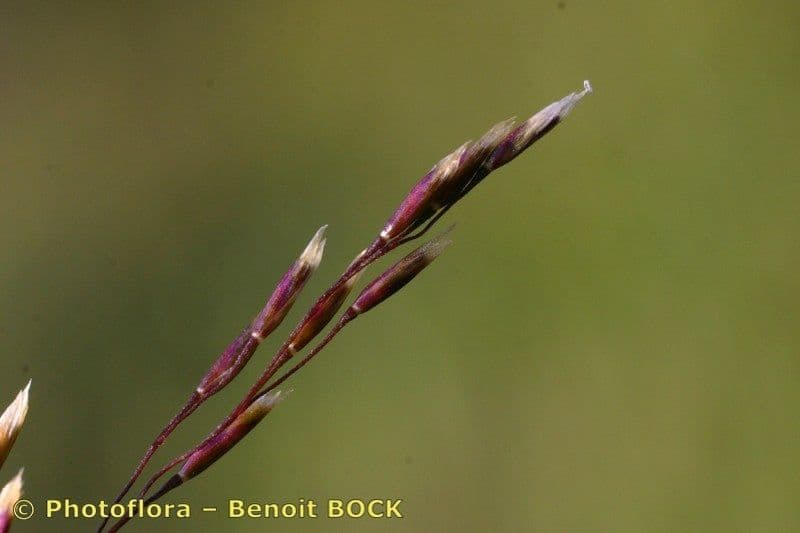 Deschampsia media