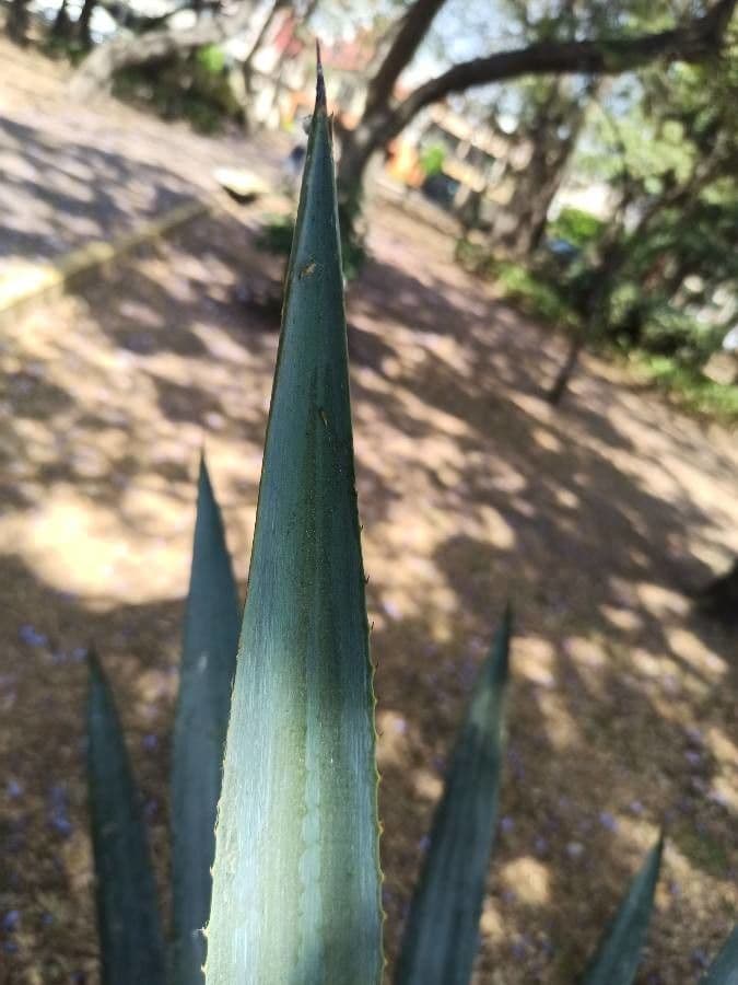Agave fourcroydes 9
