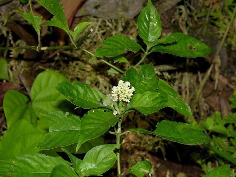 Palicourea hebeclada 4