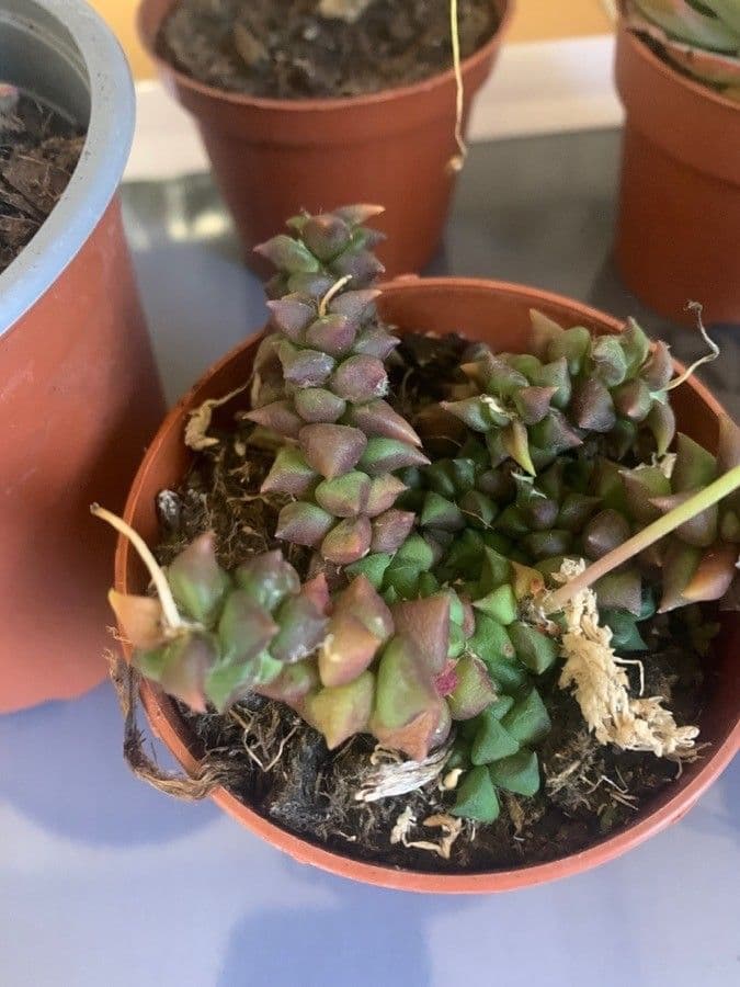 Anacampseros 8