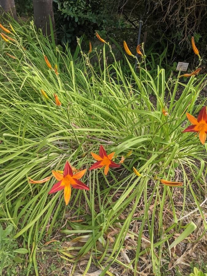 Hemerocallis minor 5
