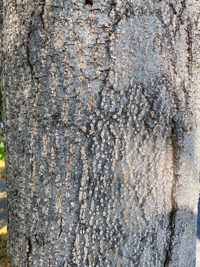 Zelkova 24