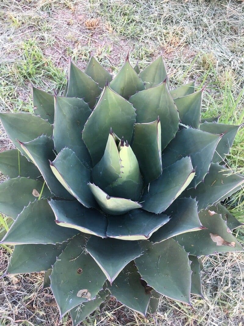 Agave di Parry 16