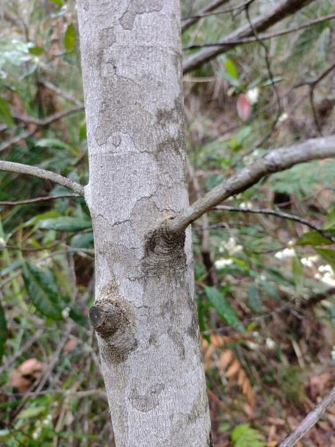 Elaeocarpus reticulatus 23