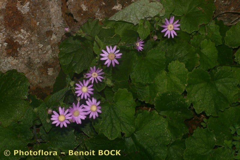 Pericallis 19