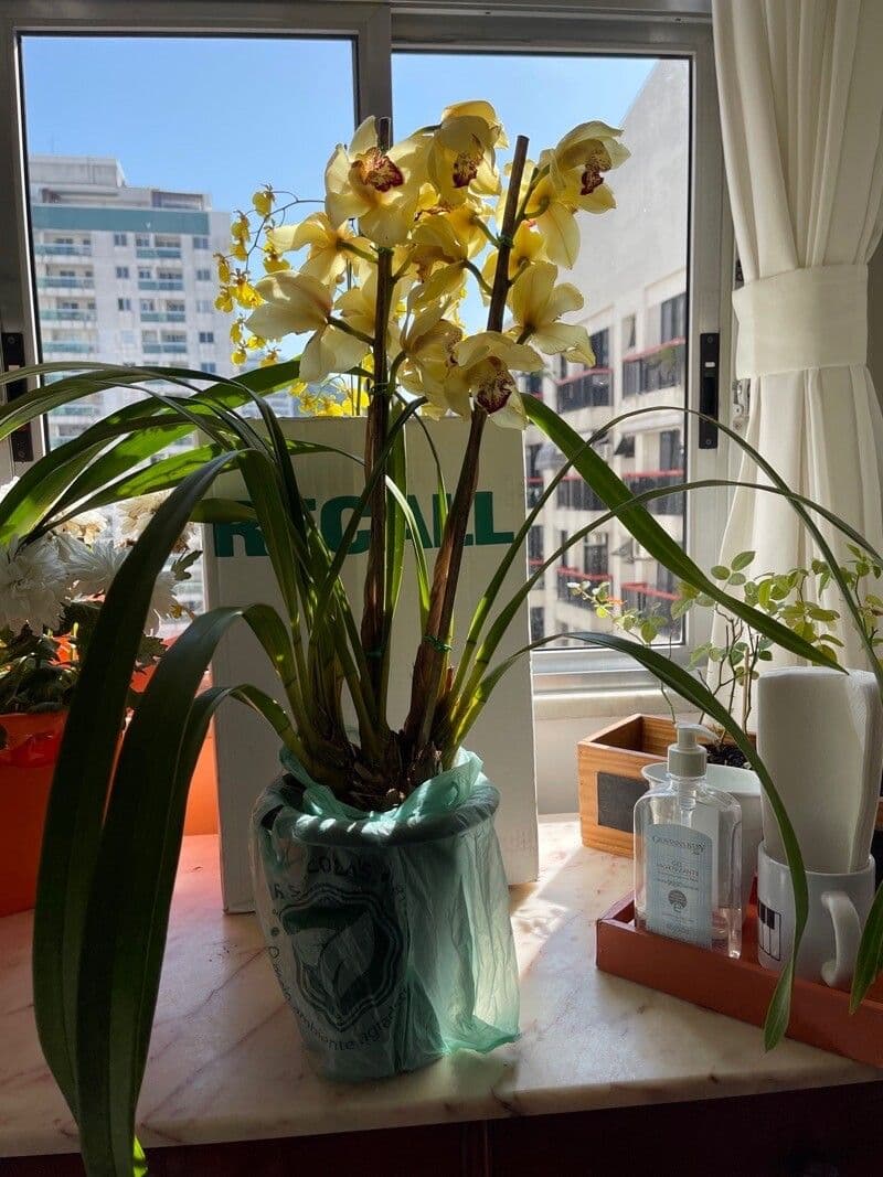 Cymbidium 7
