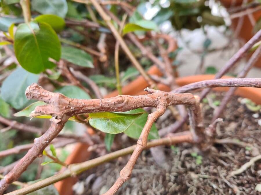 Mandevilla 21