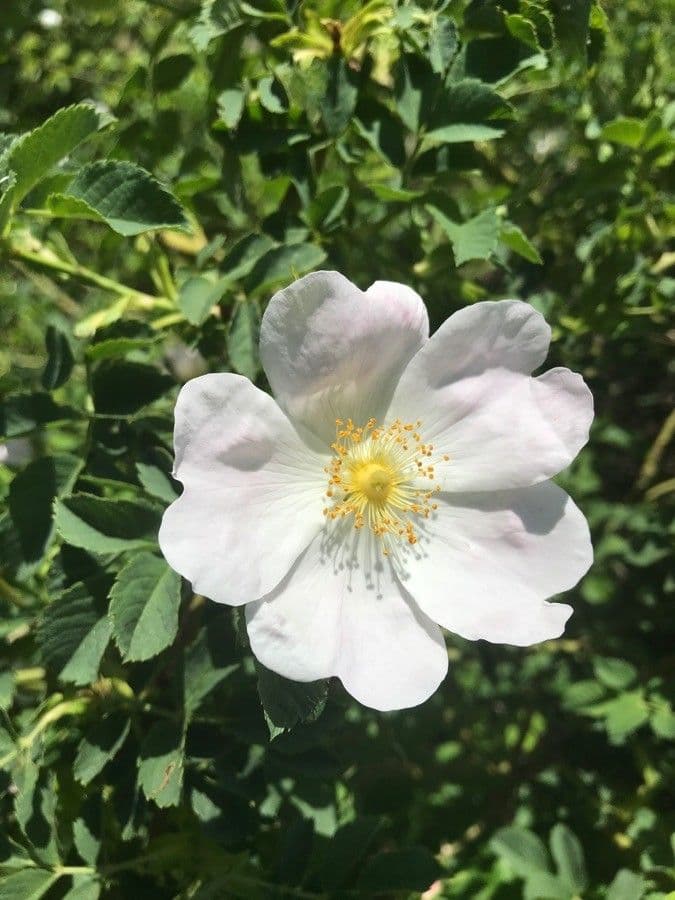 Corymb rose 10