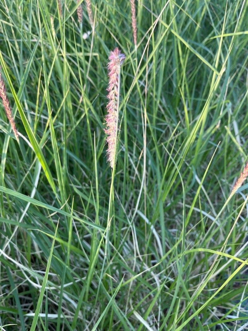Erba buffel 7
