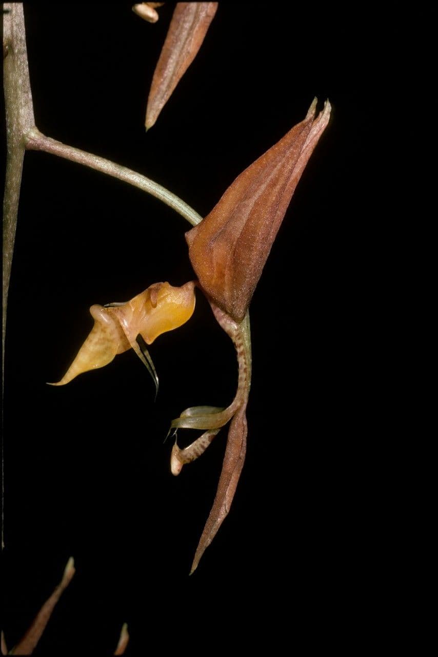 Gongora