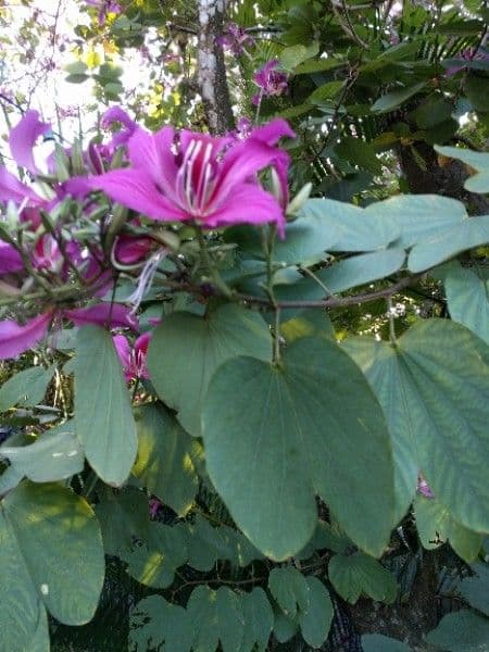 Bauhinia variegata 28