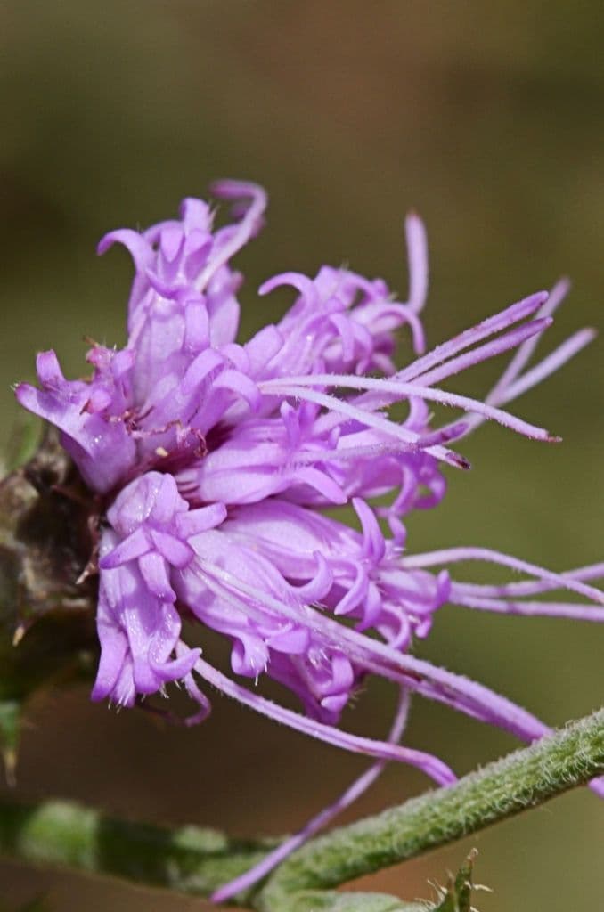 Liatris 3