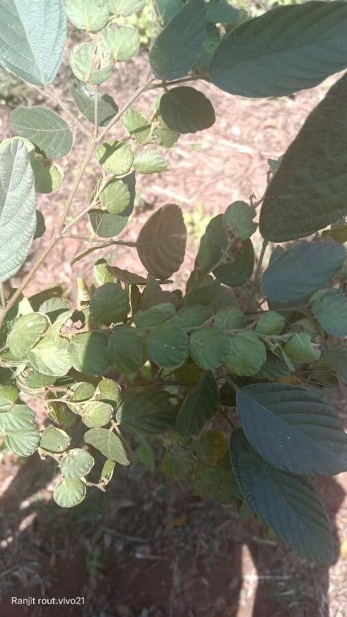 Phyllodium
