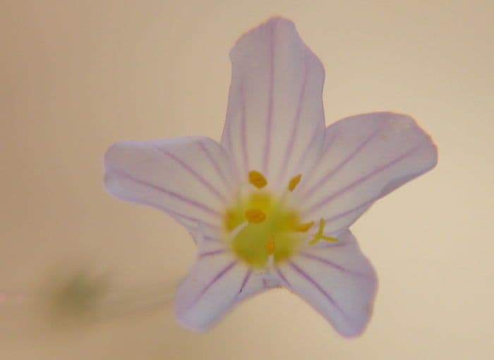 Leptosiphon