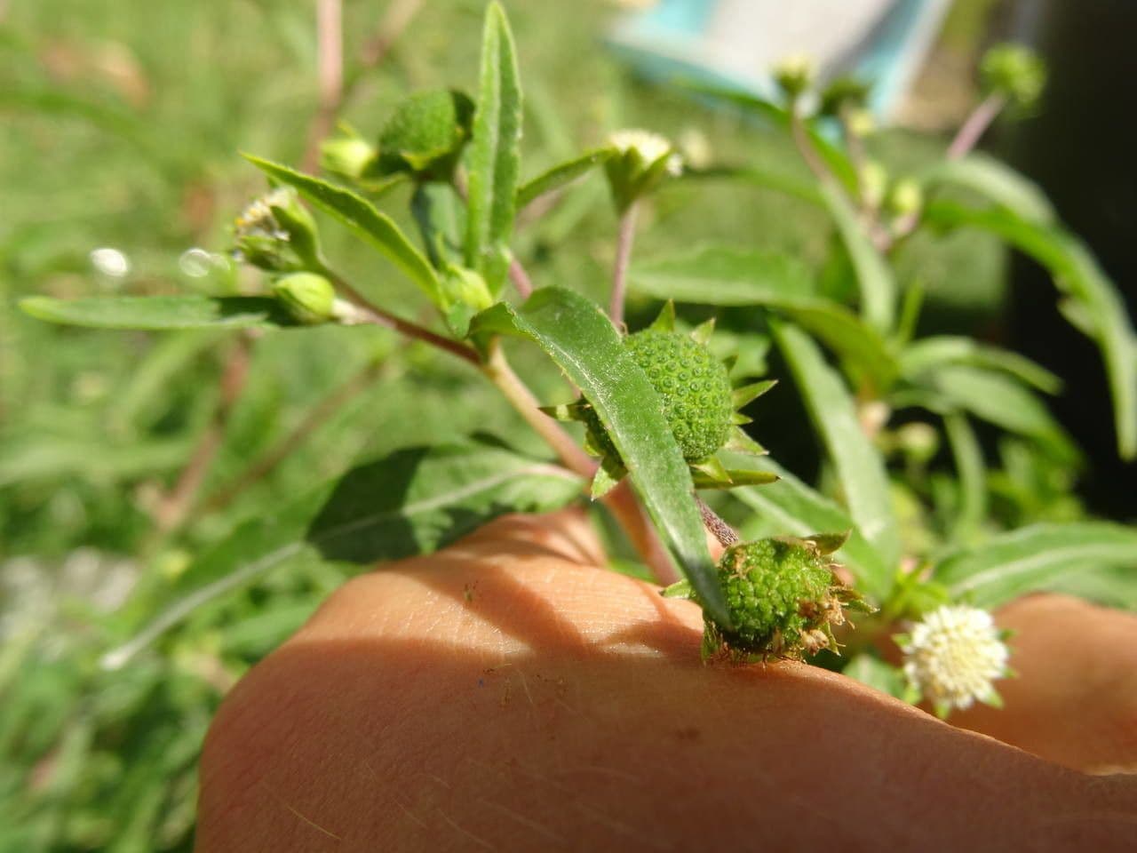 Eclipta 26