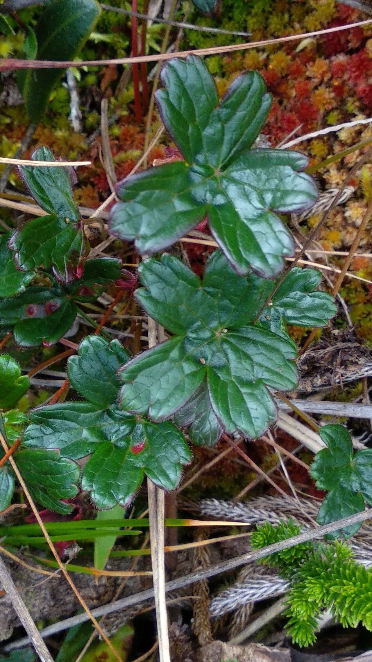 Geranium 3