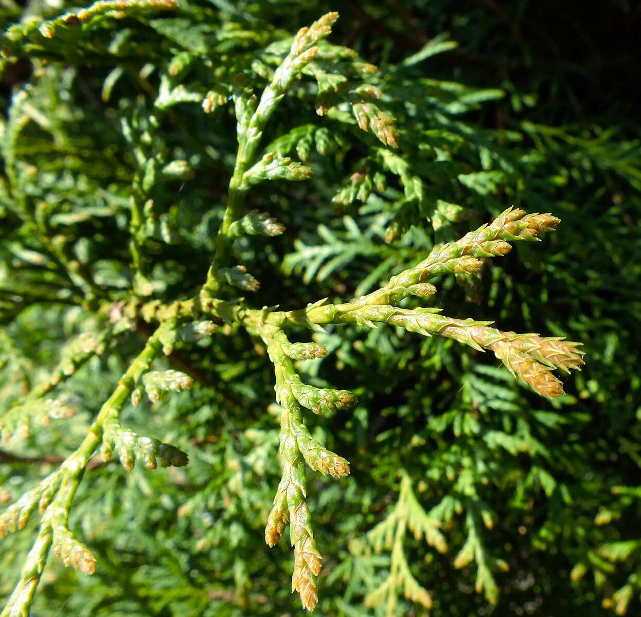 Thuja 4