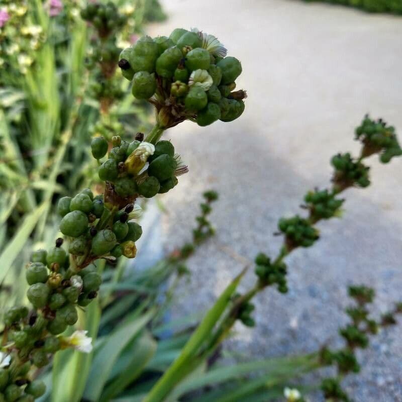 Sisyrinchium striato 3