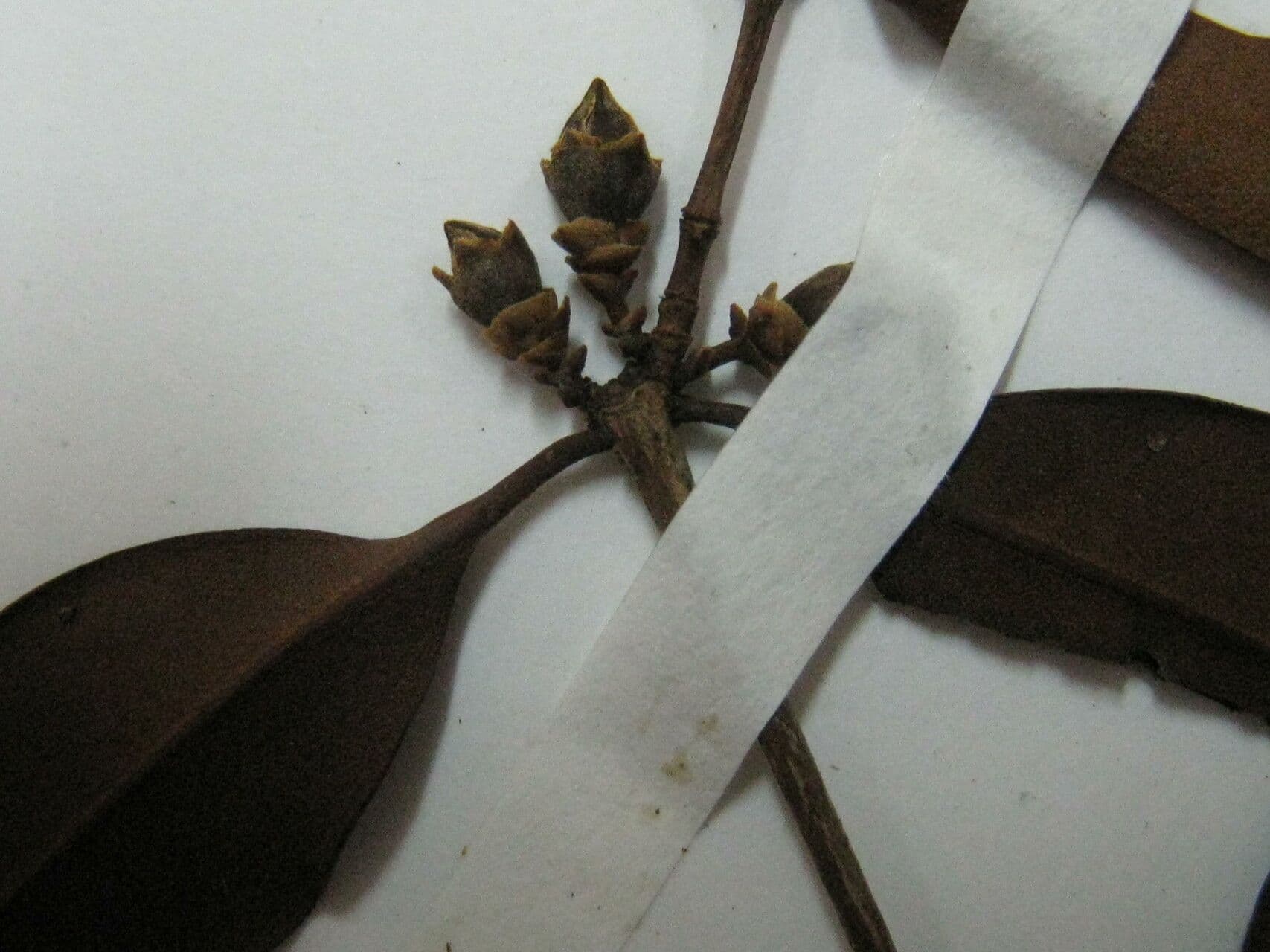 Mouriri angolocostata 8