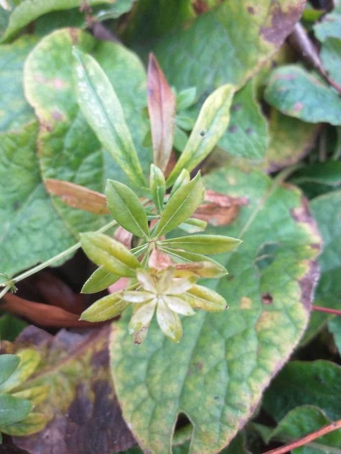 Stellina odorosa 12