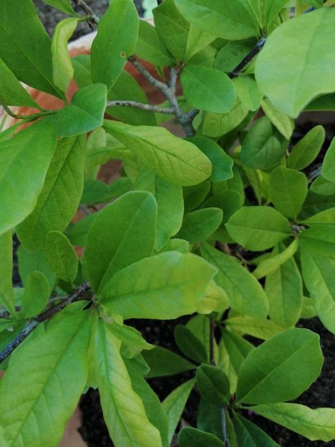 Magnolia stellata 16