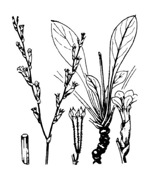 Limonium 21