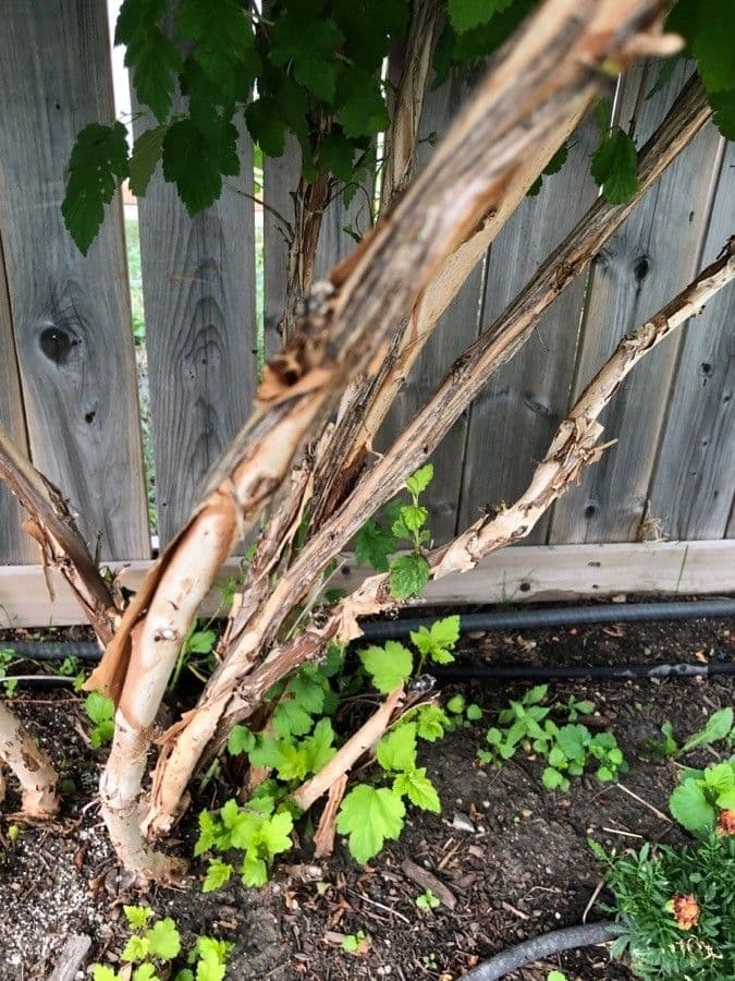 Potočnice strední 25