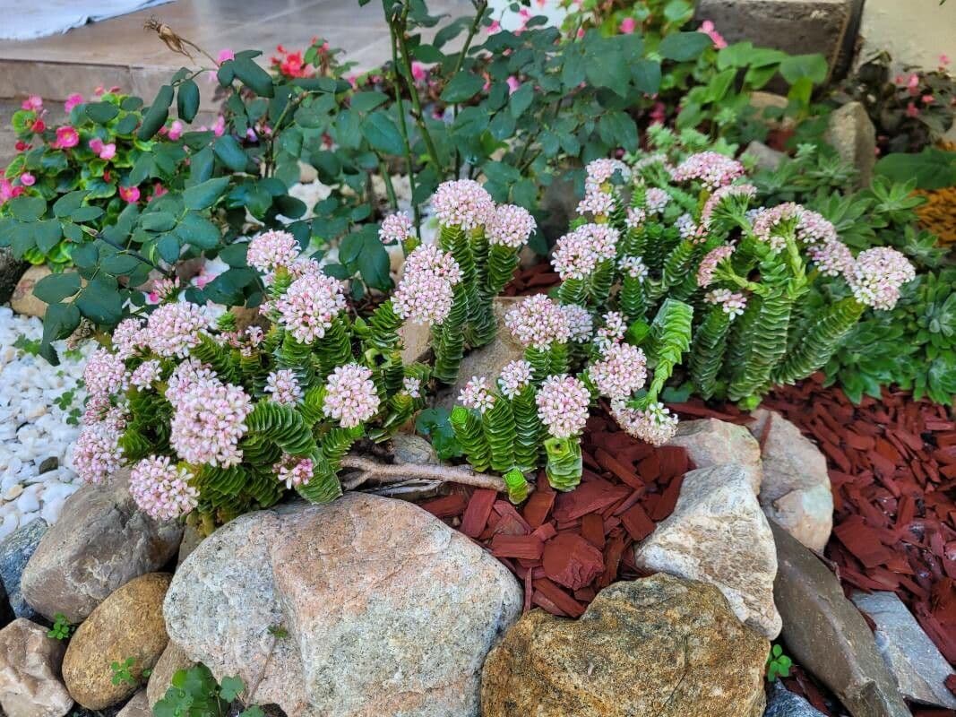 Crassula perforata 3