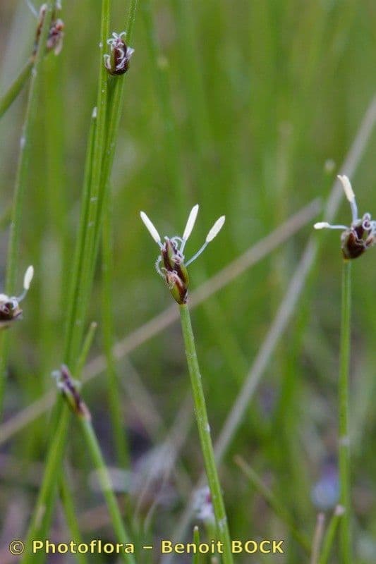 Giunchina aghiforme 6