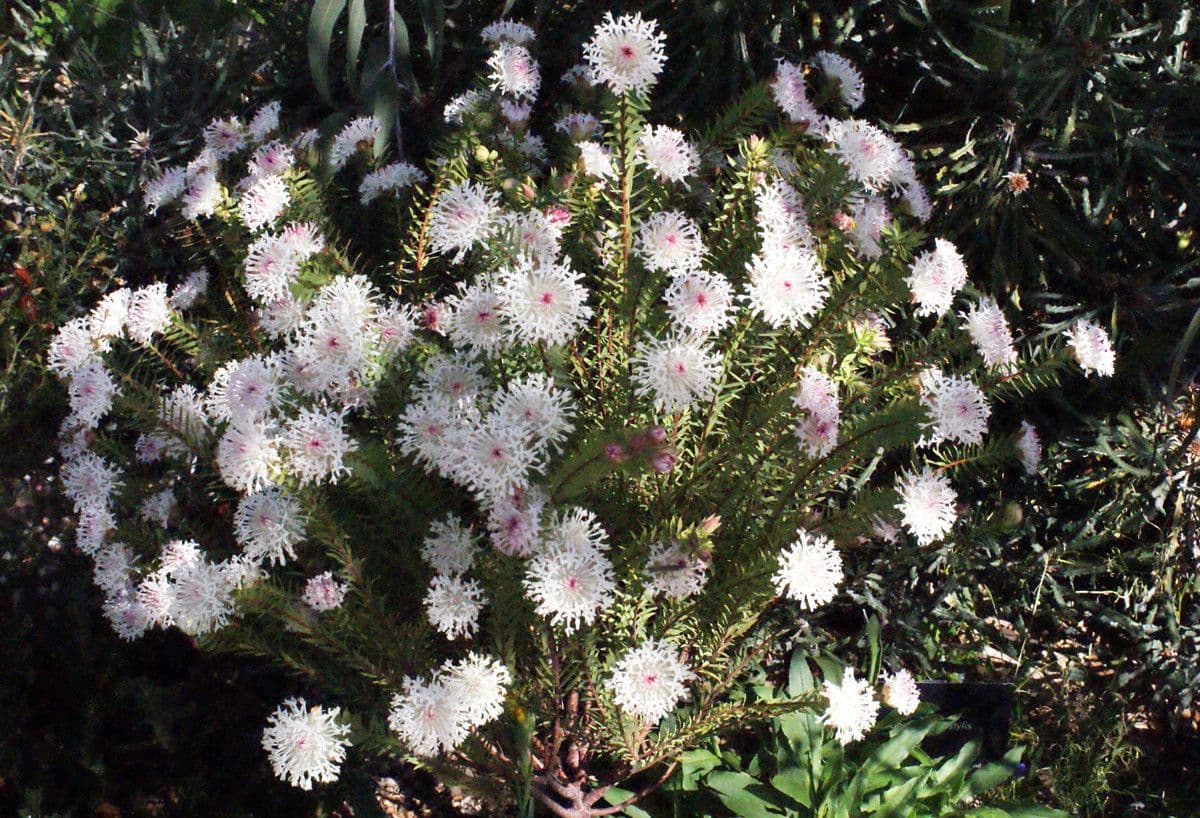 Pimelea 7